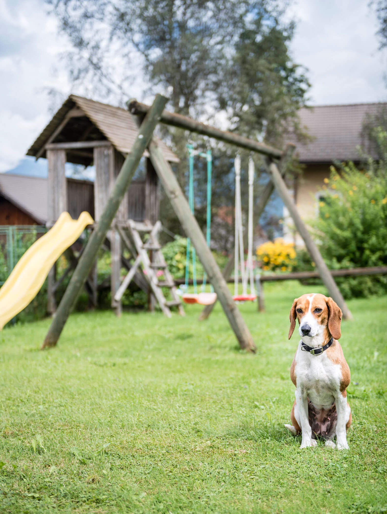 Ein Beagle sitzt im Gras vor einem Spielplatz mit Schaukeln und einer gelben Rutsche. - Majestic Resorts (Relaunch)
