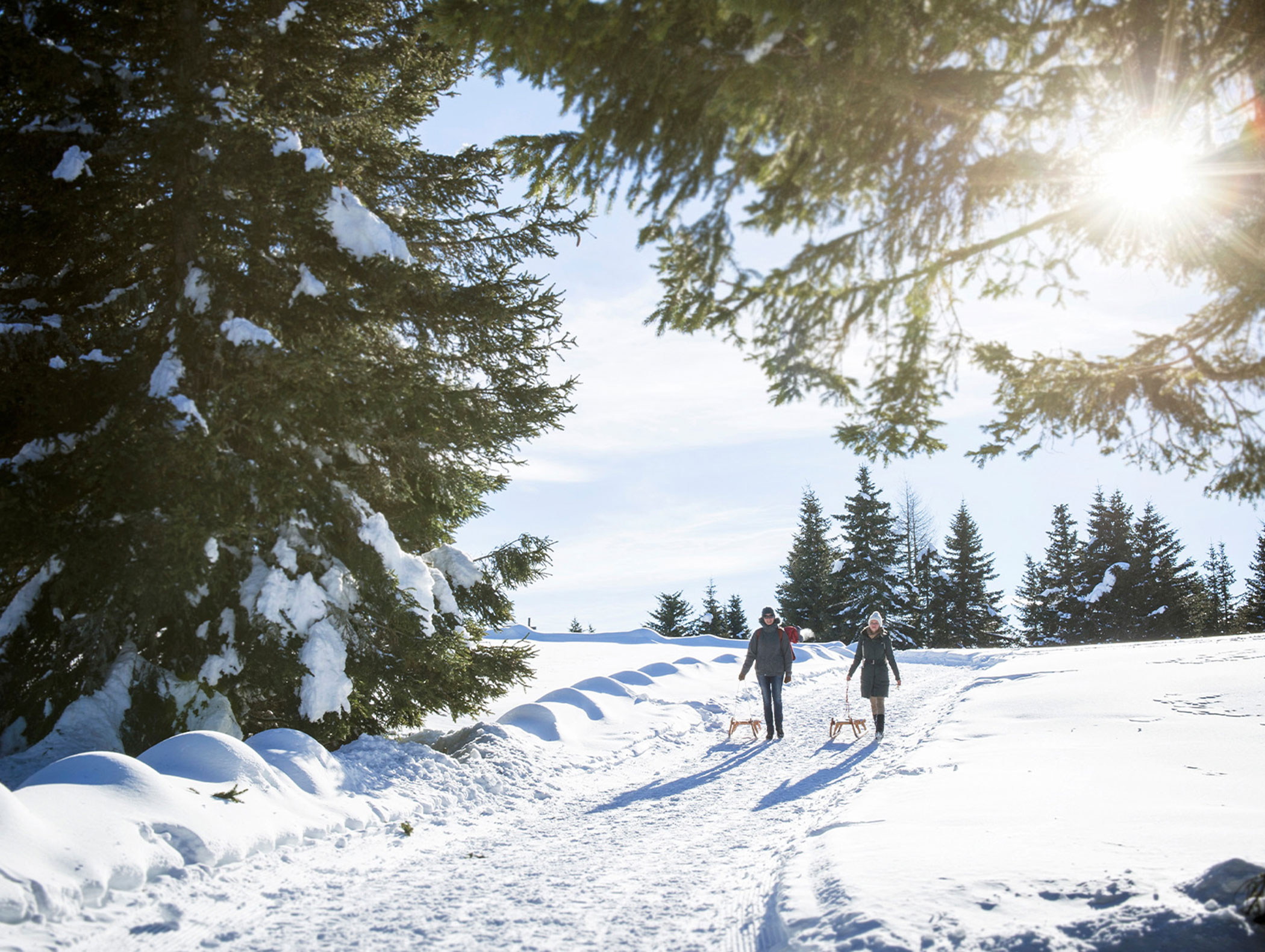 Zwei Menschen gehen mit ihren Hunden auf einem verschneiten, von Kiefern gesäumten Weg in der strahlenden Wintersonne spazieren. - Majestic Resorts (Relaunch)